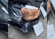 Teror Paket Kepala Babi ke Redaksi Tempo, Diduga Bentuk Intimidasi terhadap Jurnalis