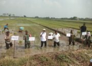 Tiga Pilar di Sidoarjo Kompak Dukung Ketahanan Pangan Nasional Lewat Penanaman Padi Serentak