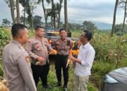 Dukung Ketahanan Pangan sejumlah pejabat Polres Pasuruan Cek Kwalitas Jagung siap panen