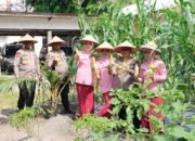 Dukung Ketahanan Pangan, Kapolda Kalteng Bersama Bhayangkari Panen Jagung di Lahan Pekarangan Pangan Lestari