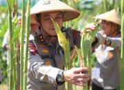 Mendukung Swasembada Pangan Tahun 2025, Kapolda Bali Melaksanakan Panen Raya Jagung Serentak Kuartal II