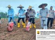 Tanam Jagung di Konawe Utara, Wujud Polda Sultra Dukung Ketahanan Pangan