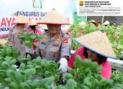 Dukung Ketahanan Pangan, Kapolda Kalteng Bersama Bhayangkari Panen Sayur di Lahan Pekarangan Pangan Lestari