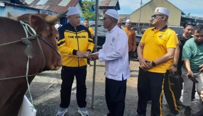 Jelang Haul ke-6 KH. Ahmad Zuhdiannor, Kapolda Kalsel Serahkan Dua Sapi Limosin untuk Konsumsi Jemaah