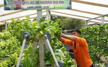 Geliat Ketahanan Pangan di Balik Jeruji: Strategi Menteri Imipas Agus Andrianto Transformasi Lapas Jadi Pusat Ekonomi